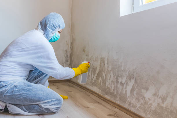 Licensed Mold Remediation service in Allen, TX - Car Mold Remediation