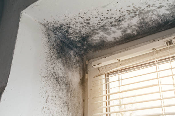Affordable Mold Remediation solutions in Allen, TX