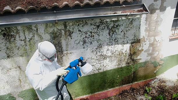 Top rated local Mold Remediation specialists in Allen, TX